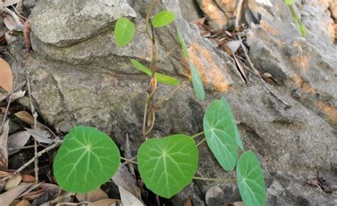 山烏龜 風水|此為「山烏龜」，許多人用它保風水，又稱「金不換。